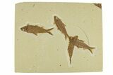 Fossil Fish (Knightia) Mortality Plate - Wyoming #295612-1